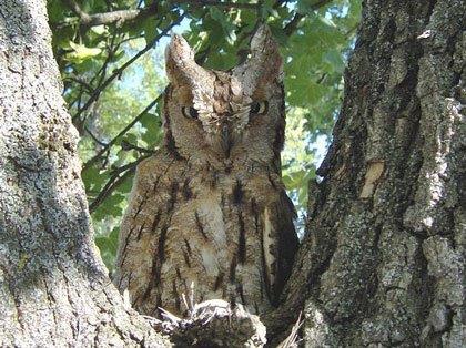 Otus scops